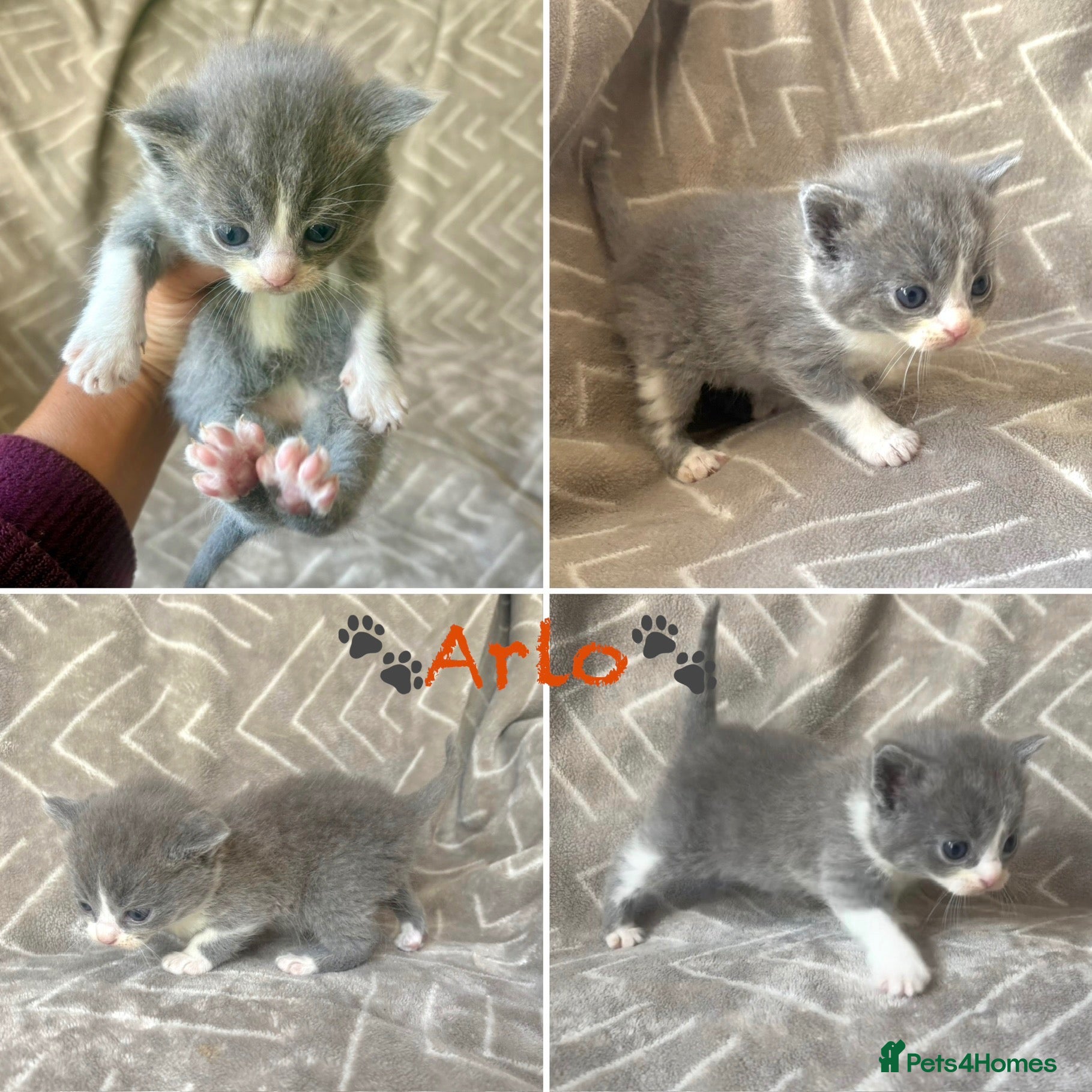 Mixed Breed cats British Blue/Silver Tabby Babies - Advert 3