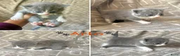 Mixed Breed cats for sale: British Blue/Silver Tabby Babies - Advert 1