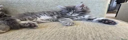 Maine Coon cats for sale: 7 Maine coon Kittens - Advert 4