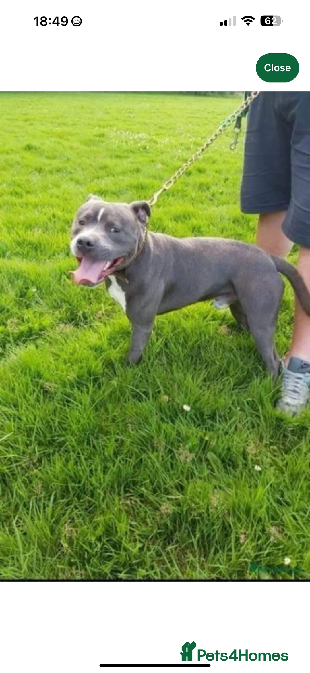 Staffordshire Bull Terrier dogs for sale: Staffy puppy for sale - Advert 20