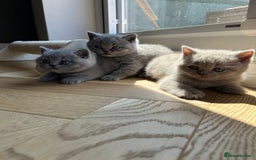 British Shorthair cats for sale: Charming GCCF British Shorthair Kittens 🐈‍⬛  - Image 32
