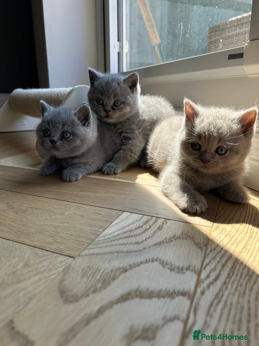 British Shorthair cats for sale: Charming GCCF British Shorthair Kittens 🐈‍⬛  - Image 32