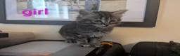 Mixed Breed cats for sale: Gorgeous Kittens Ready for their new homes now.  - Advert 25