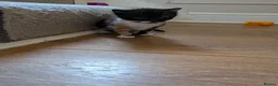 Mixed Breed cats for sale: Adorable, social kittens  - Advert 8
