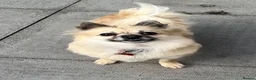 Pomchi dogs for sale: Beautiful pomchi female  - Advert 12