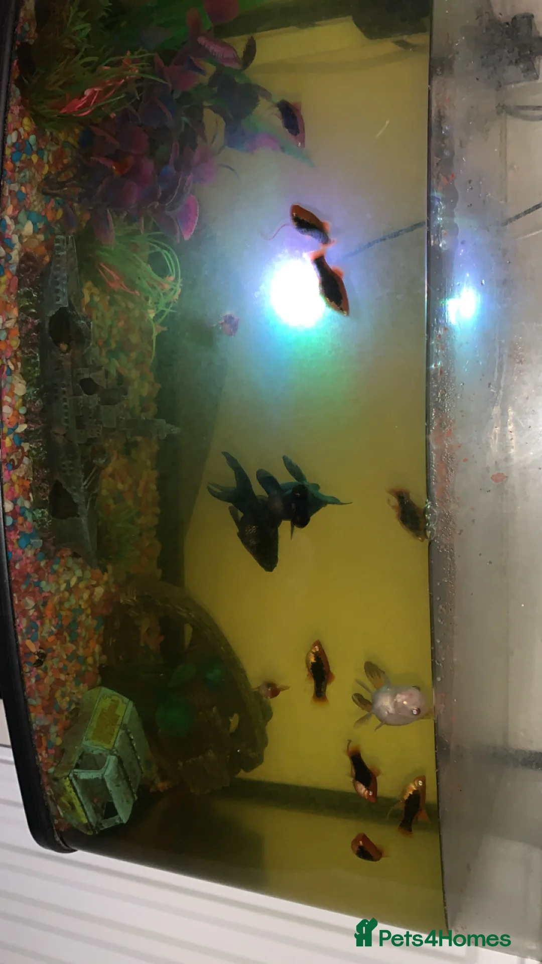 Platies fish for sale: Fish for sale  - Advert 1