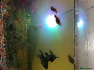 Platies fish Fish for sale - Advert 1