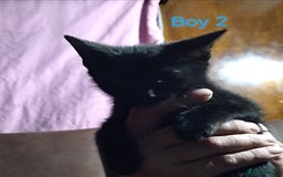 Mixed Breed cats for sale: 🩵kittens 🩵 - Image 8