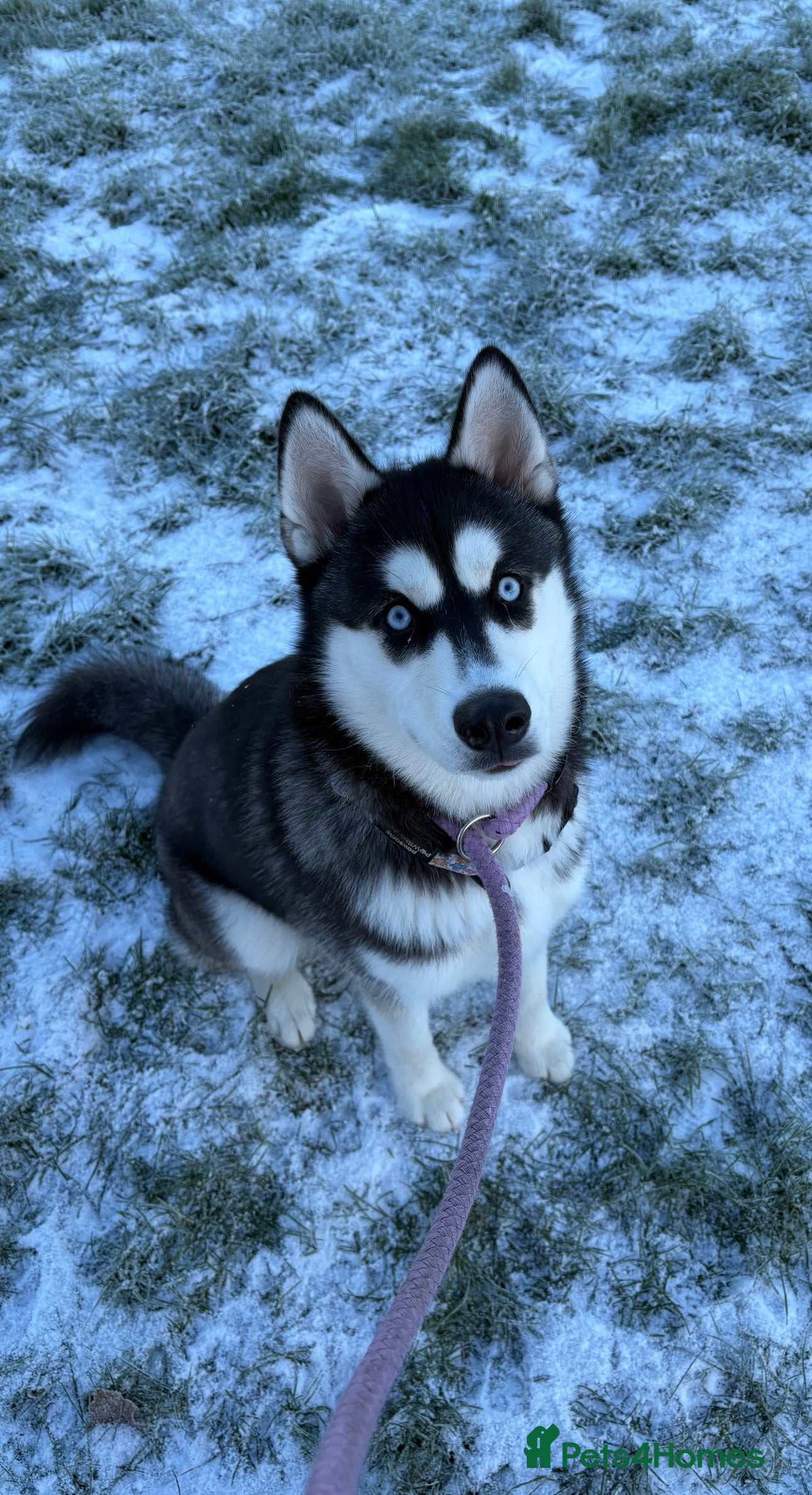 Siberian Husky dogs Female Siberian Husky - Advert 1