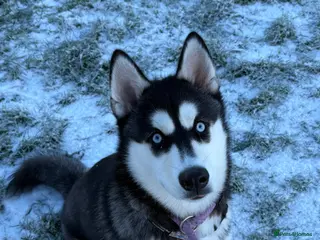 Siberian Husky dogs Female Siberian Husky - Advert 1