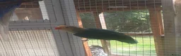 Lovebirds birds for sale: Young lovebirds unsexed, untamed - Advert 4