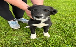 Mixed Breed dogs for sale: Hunterway/Collie in Llangadog - Image 6