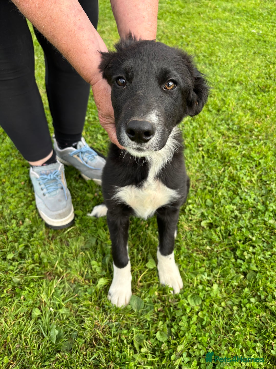 Mixed Breed dogs for sale: Hunterway/Collie in Llangadog - Image 6