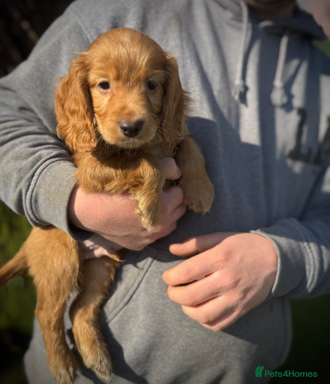 Cocker Spaniel dogs for stud: Red cocker stud - Advert 10