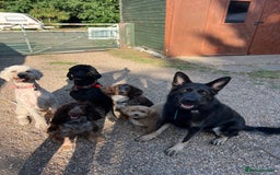German Shepherd dogs for sale: Gorgeous blue and tan German Shepherd - Image 4