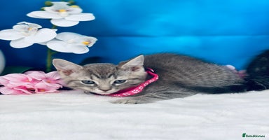 Ragdoll cats - Advert 4