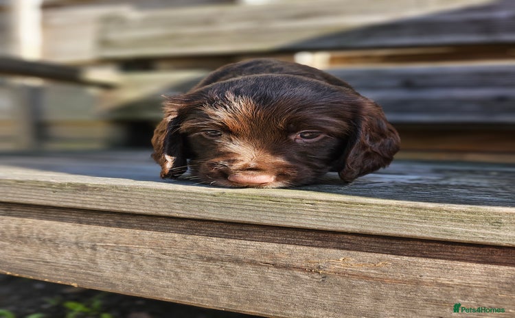 Sprocker dogs - Advert 1