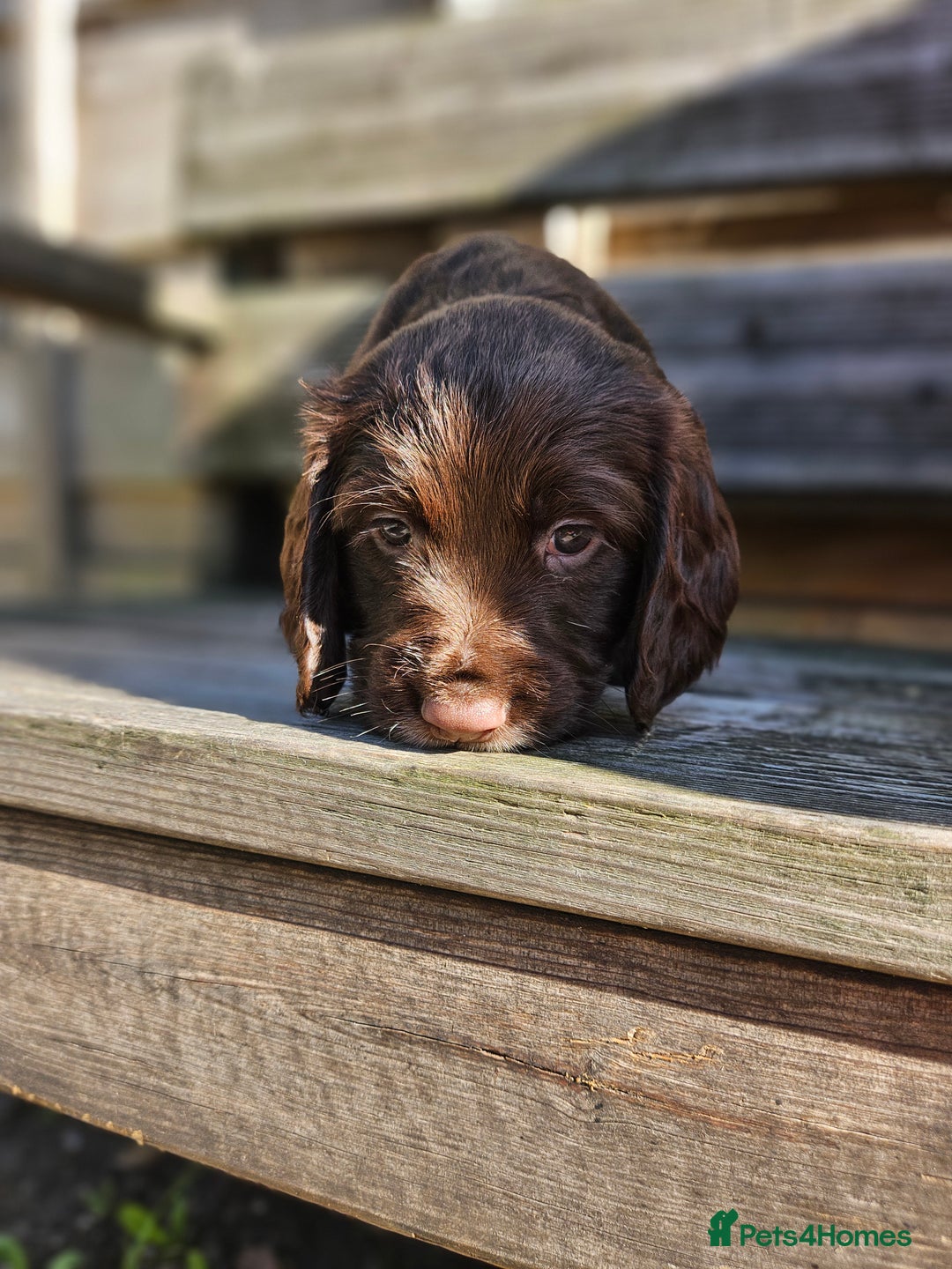 Sprocker dogs for sale: Litter of 6 chocolate/ white Sprocker Spaniels - Image 1