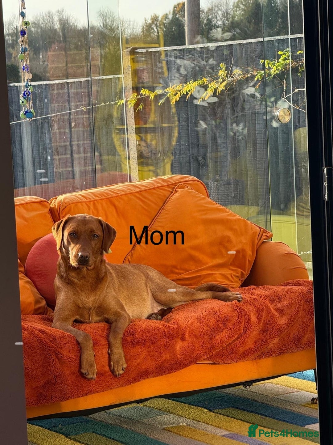 Labrador Retriever dogs for sale: Just a beautiful litter - Advert 4