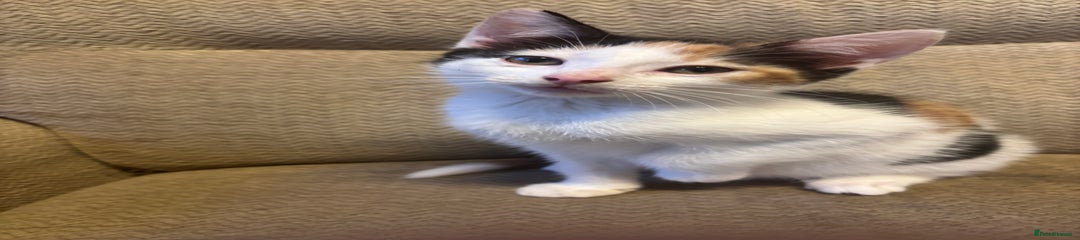 Female Calico Kitten