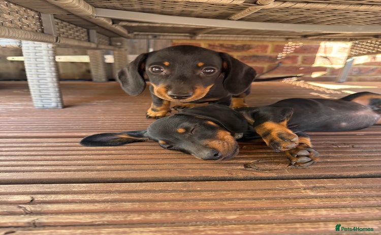 Miniature Dachshund dogs - Advert 3