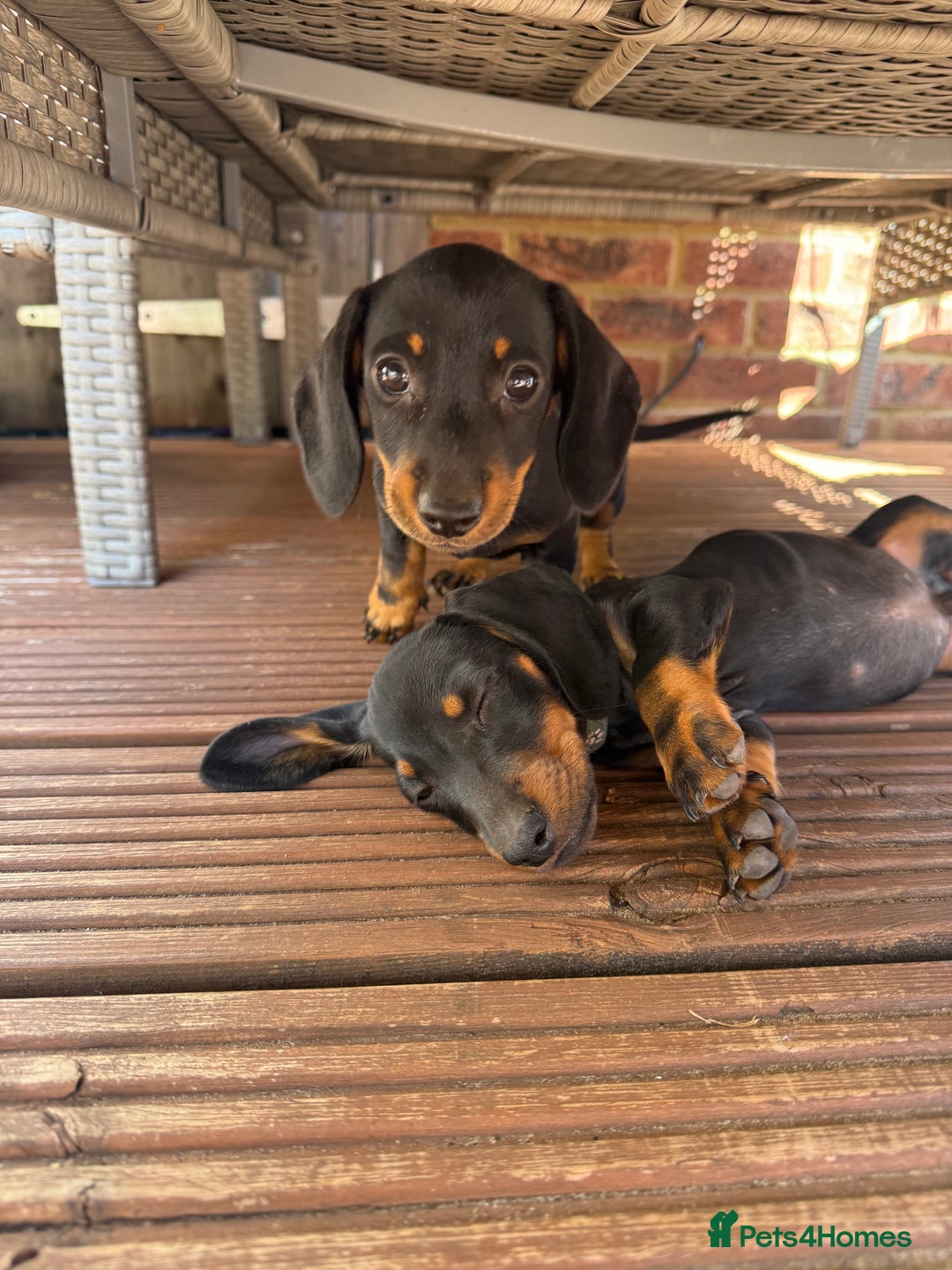 Miniature Dachshund dogs for sale: Ready Now! Smooth coat 1 boy 1 girl - Image 1