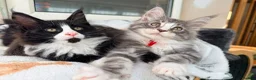 Maine Coon cats for sale: 1 Beautiful pedigree FEMALE Maine Coon kitten - Advert 10
