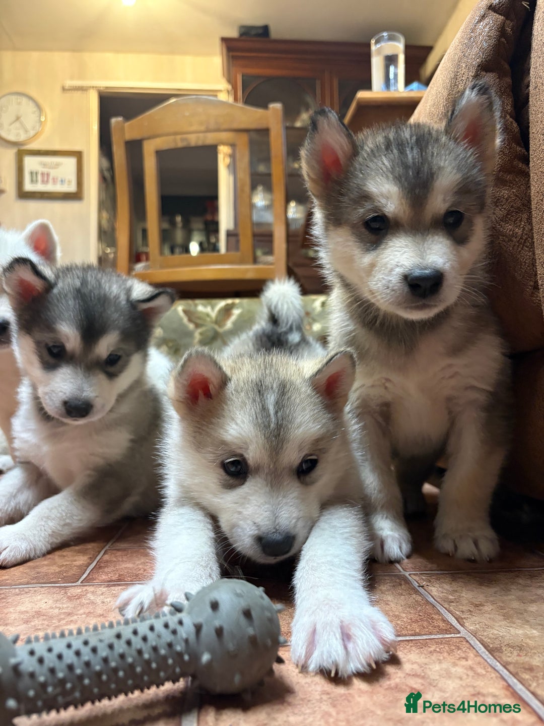 Alaskan Malamute dogs for sale: K.C registered Quality Alaskan Malamute puppies - Advert 4