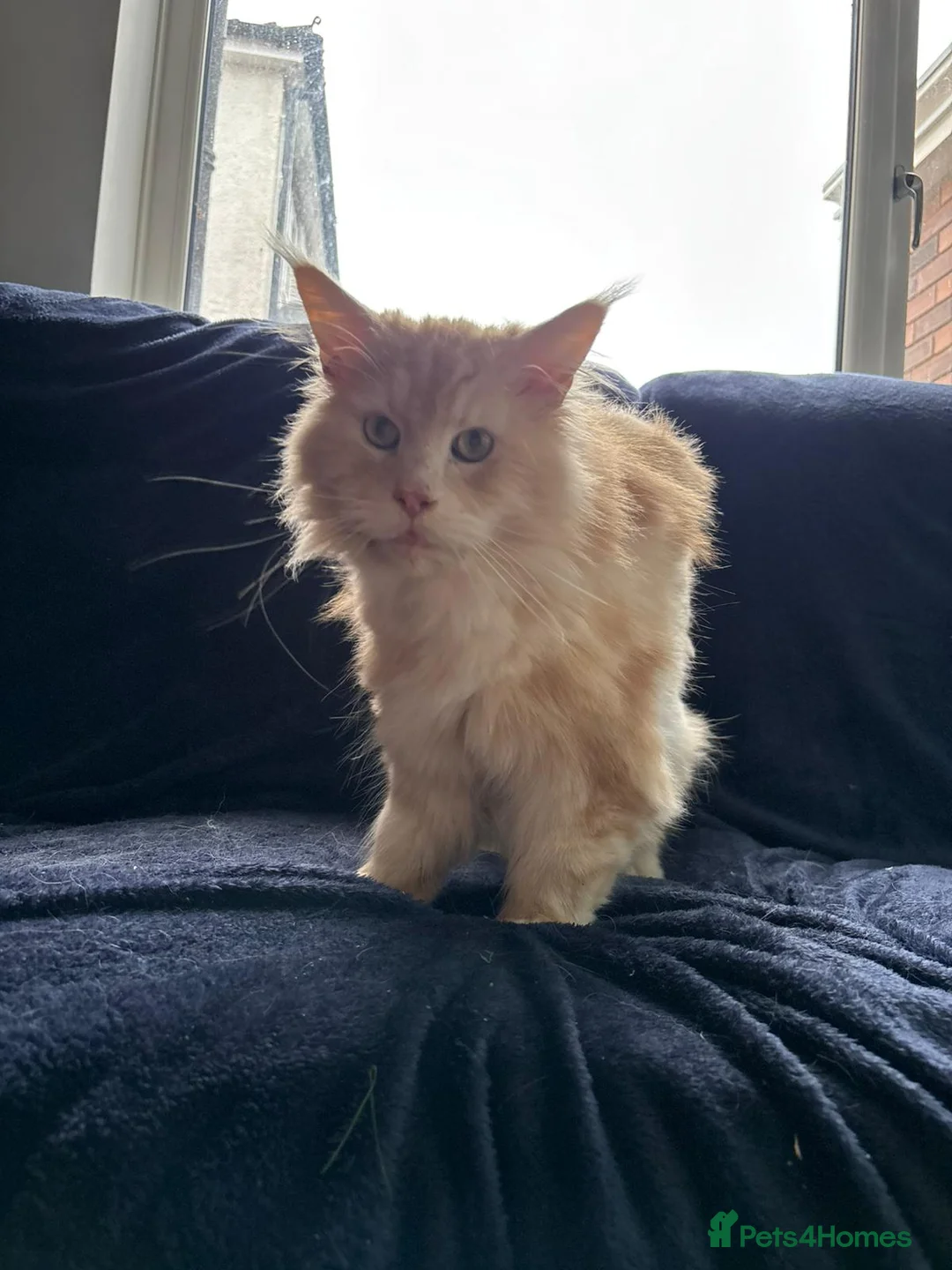 Maine Coon cats for sale: ACTIVE TICA ®️ MAINE COON BOY 💙 - Advert 4