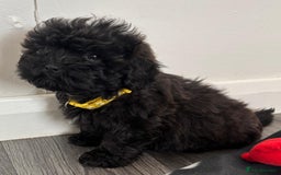 Shihpoo dogs for sale: Adorable shihpoo puppies - Image 6