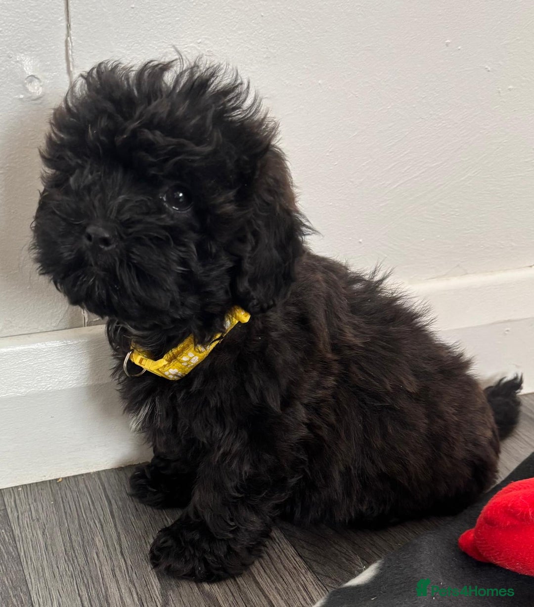 Shihpoo dogs for sale: Adorable shihpoo puppies - Image 6