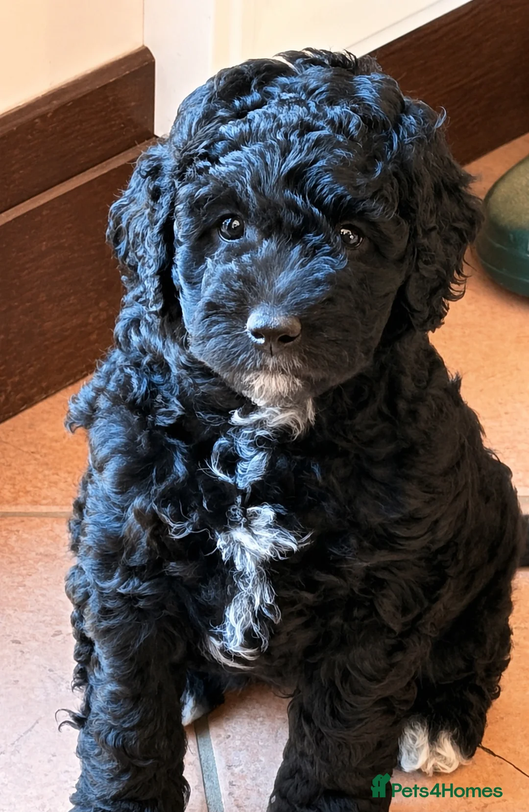 Mixed Breed dogs for sale: STUNNING AUSTRALIAN LABRADOODLE GIRL - Advert 1