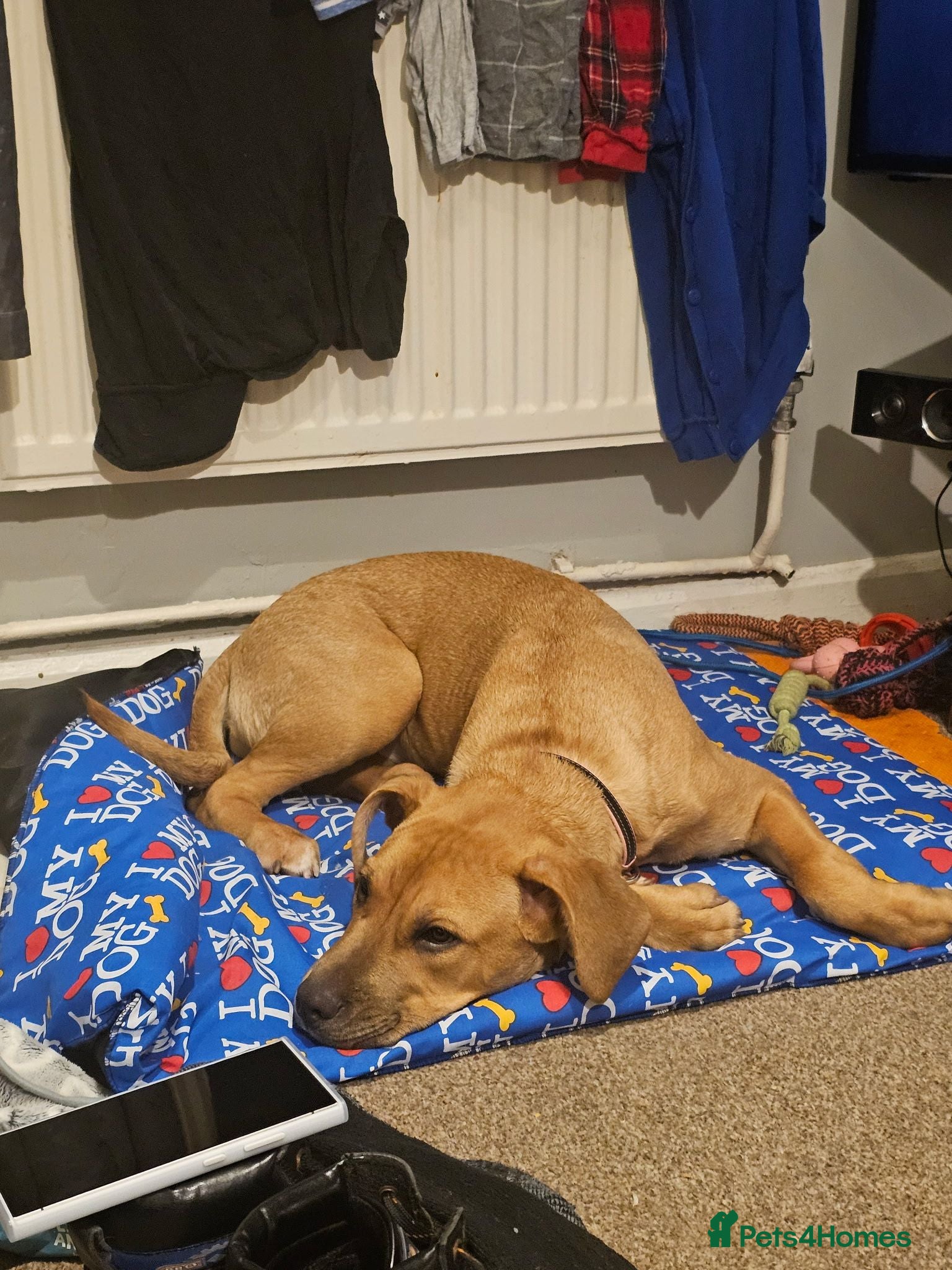 Cane Corso dogs This is sky  - Advert 13