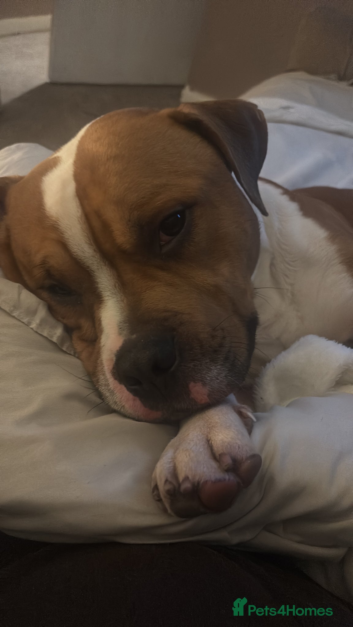 American Bull Staffy dogs Reggie 2 years old  - Advert 5