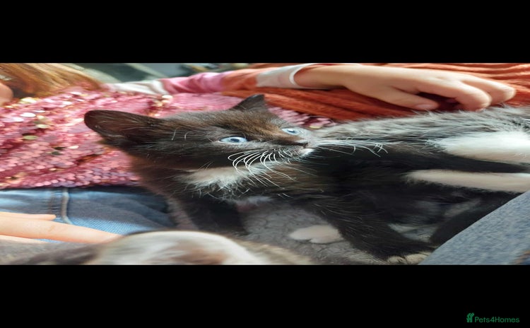Mixed Breed cats - Advert 12