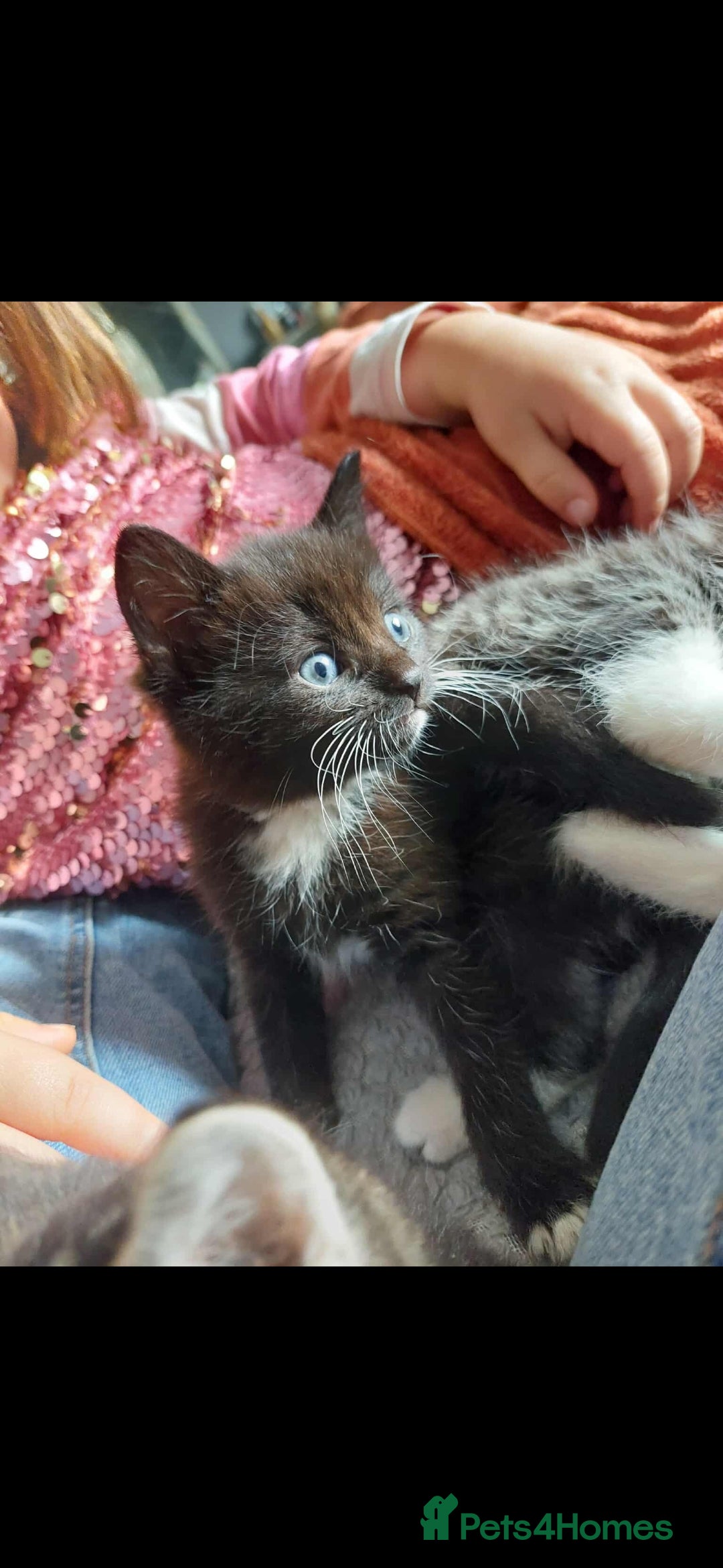 Mixed Breed cats for sale: Last female ready Wednesday - Image 1