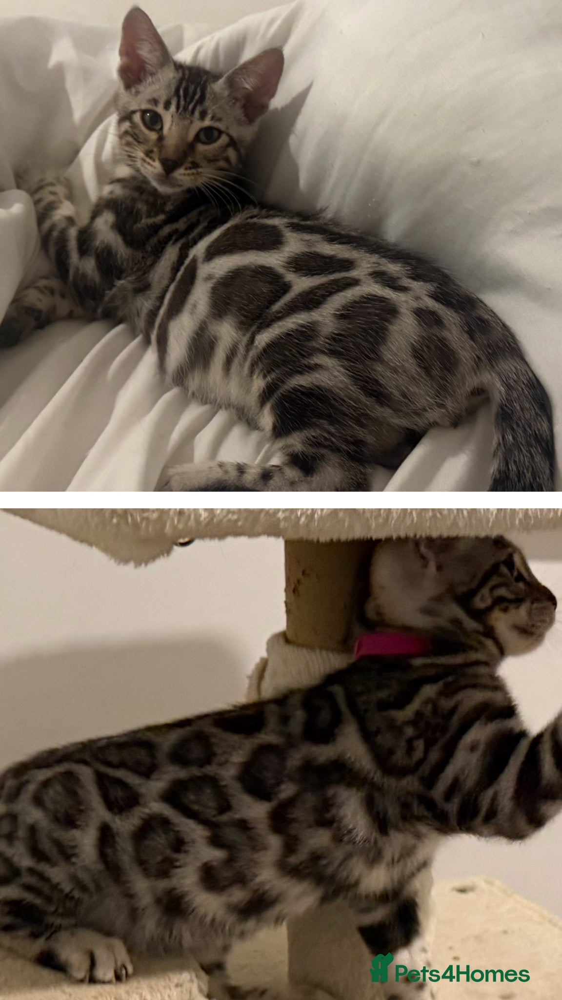 Bengal cats BENGAL 🔥 KITTENS TICA REGISTERED  - Advert 4
