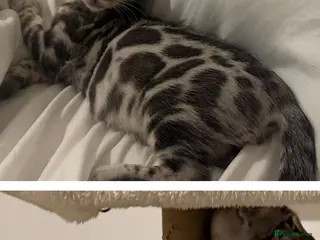 Bengal cats BENGAL 🔥 KITTENS TICA REGISTERED - Advert 4