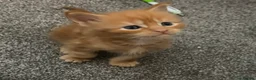 Maine Coon cats for sale: 🐈 ONLY 2 BOYS LEFT! READY FRIDAY 29TH MAY!!! 🐈 - Advert 33