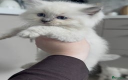 Ragdoll cats for sale: Blue Point Ragdoll Kittens!  - Advert 16