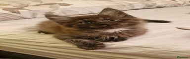 Maine Coon 2