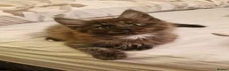 Maine Coon cats for sale: Gorgeous Half Maine Coon Litter  - Advert 9