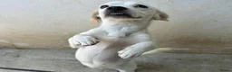 Mixed Breed dogs for adoption: Margot in Oxford - Advert 12