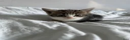 Mixed Breed cats for sale: 6 kittens ready for amazing homes!! - Advert 15