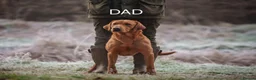 Labrador Retriever dogs for sale: Kc Registered Fox Red Labradors - Champion Lines - Advert 11