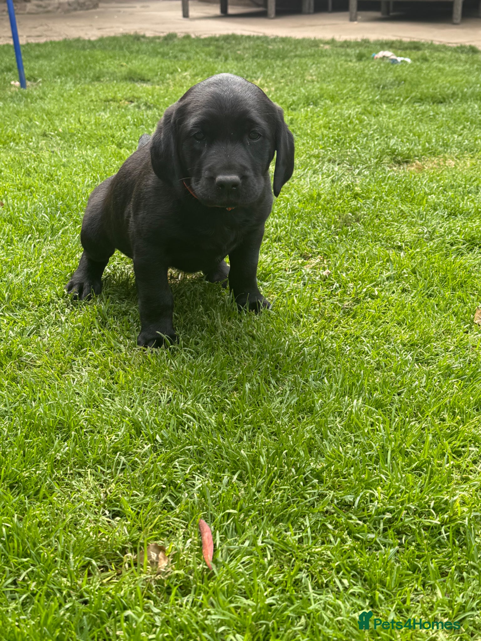 Labrador Retriever dogs for sale: KC Registered Black Labrador bitch  - Advert 8