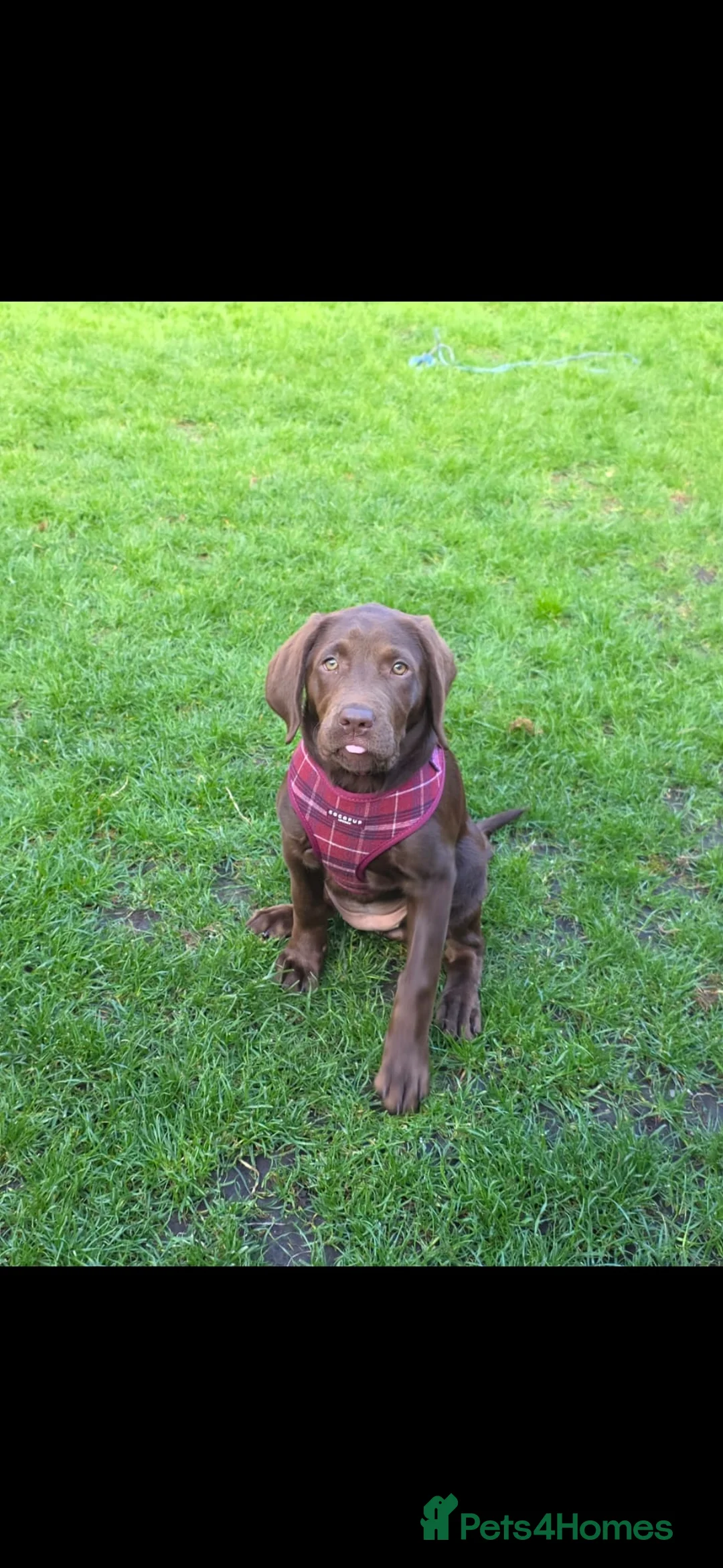 Labrador Retriever dogs for sale: Gorgeous Chocolate Labrador with green eyes - Advert 2