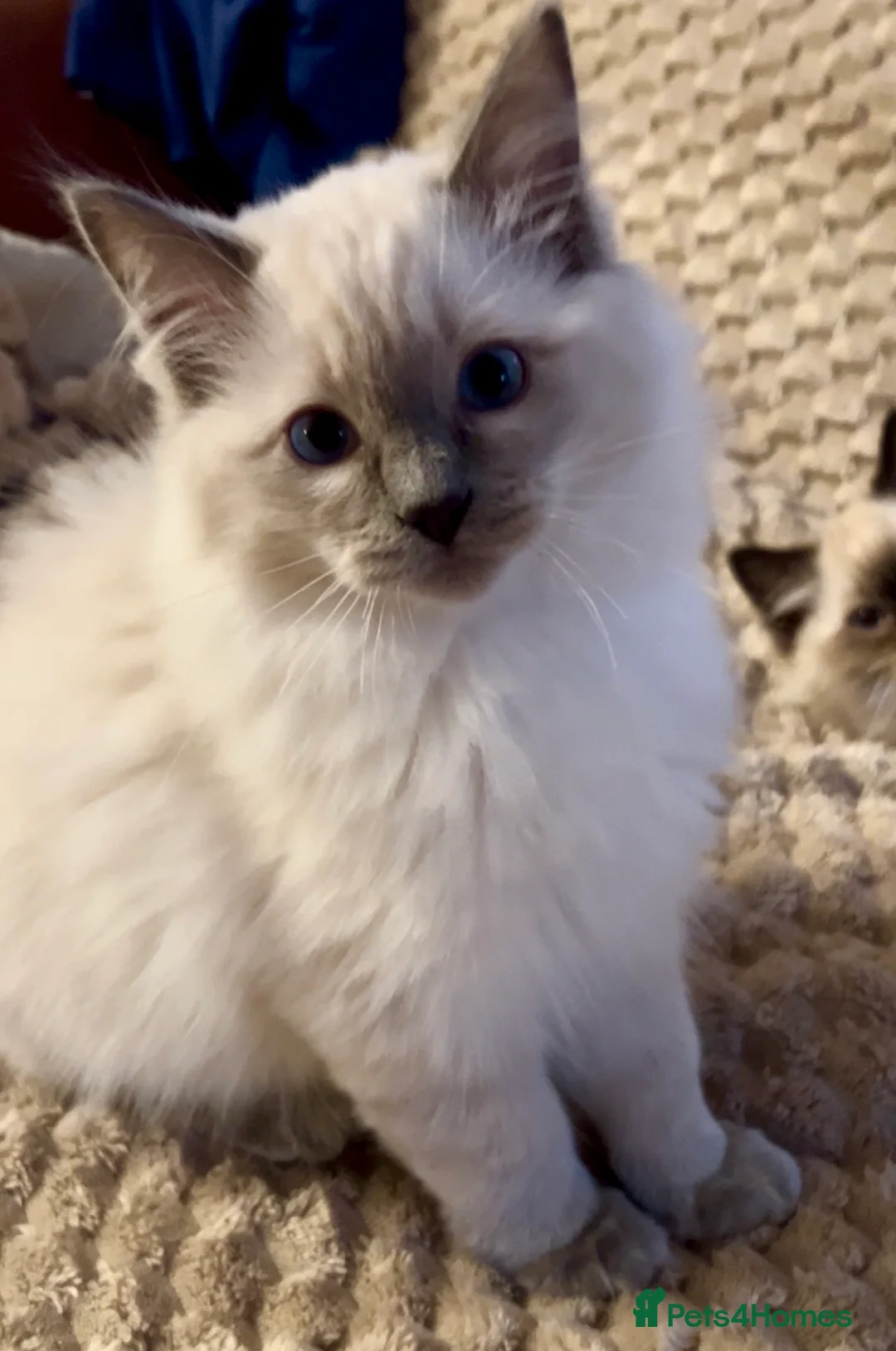 Ragdoll cats for sale: Ragdoll Kittens TICA 2 Boys Seal Blue  - Advert 3