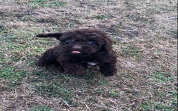Cockapoo dogs for sale: Stunning F1B Cockapoo puppies  - Image 11