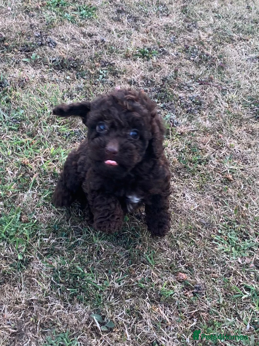 Cockapoo dogs for sale: Stunning F1B Cockapoo puppies  - Image 11
